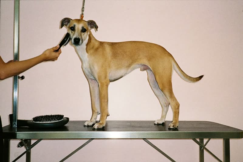 A dog standing calmly on a grooming table while its coat is brushed