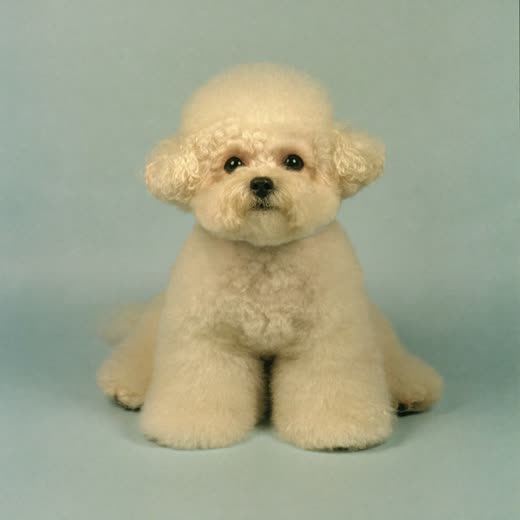 A small dog with a freshly trimmed coat after a full groom